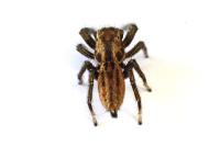 Marpissa radiata