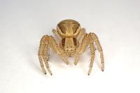 Xysticus ulmi