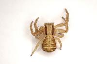 Xysticus ulmi