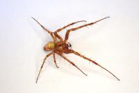 Metellina segmentata