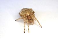 Gibbaranea bituberculata