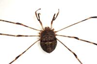 Dicranopalpus ramosus
