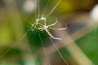 Tetragnatha