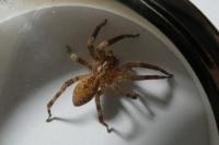 Zoropsis spinimana