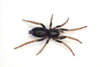 Trachyzelotes pedestris