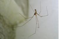 Pholcus phalangioides