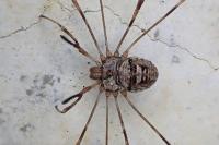 Dicranopalpus ramosus