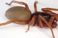 Dysdera erythrina