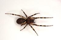 Neriene montana