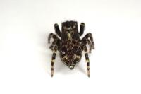 Pseudeuophrys erratica