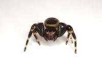 Synema globosum