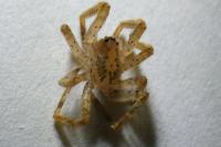 Zoropsis spinimana