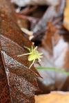 Micrommata