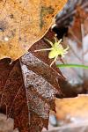 Micrommata