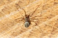 Drapetisca socialis
