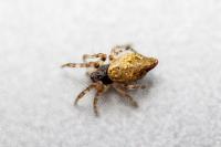 Cyclosa conica