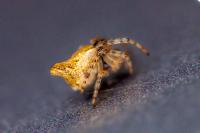 Cyclosa conica