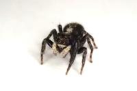 Pseudeuophrys lanigera