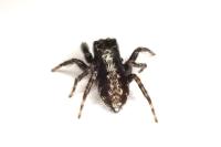 Pseudeuophrys lanigera