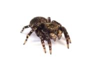 Pseudeuophrys erratica