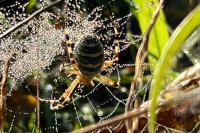 Argiope bruennichi