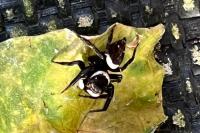 Hasarius adansoni