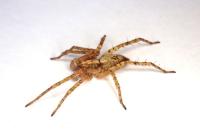 Anyphaena accentuata