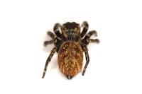 Carrhotus xanthogramma