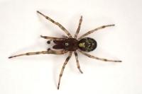 Enoplognatha mandibularis