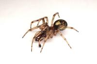 Enoplognatha mandibularis