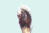 Enoplognatha mandibularis