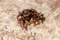 Pseudeuophrys erratica