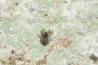 Lathys humilis
