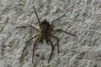 Philodromus