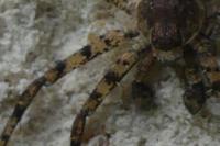 Philodromus