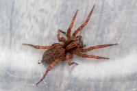 Trochosa