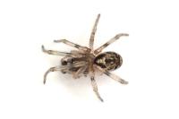 Enoplognatha mandibularis