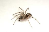 Enoplognatha mandibularis