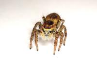 Carrhotus xanthogramma