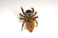 Carrhotus xanthogramma