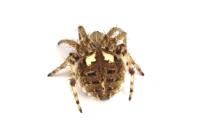 Agalenatea redii