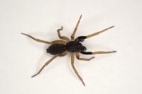 Aulonia albimana