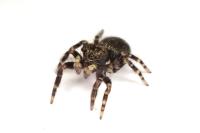 Pseudeuophrys erratica