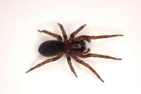 Amaurobius erberi