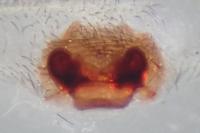 Amaurobius erberi