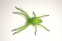 Micrommata virescens
