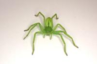 Micrommata virescens