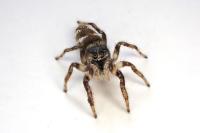 Salticus scenicus