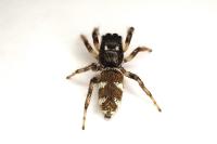 Salticus scenicus