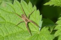 Pisaura mirabilis